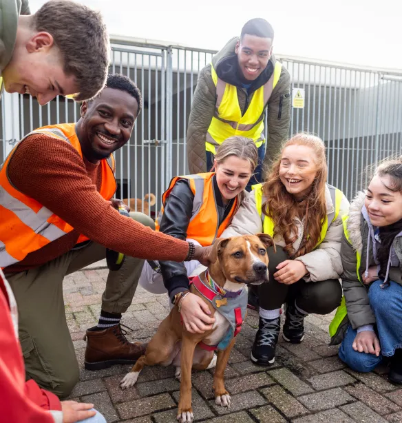 Group of teenagers volunteering at an animal shelter. They are wearing high vis vests standing outdoors crouching around a dog, petting it.