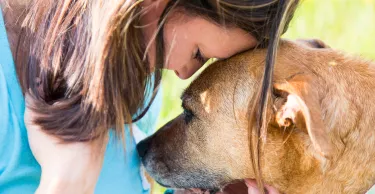 Senior dog consoles a young woman as they share a quiet moment of understanding