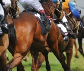 Photograph of race horses Photograph of race horses