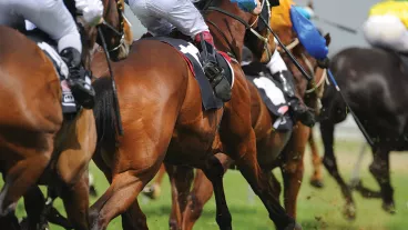 Photograph of race horses
